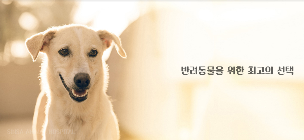 진료 잘보는 신사동물병원 전경 및 의료진