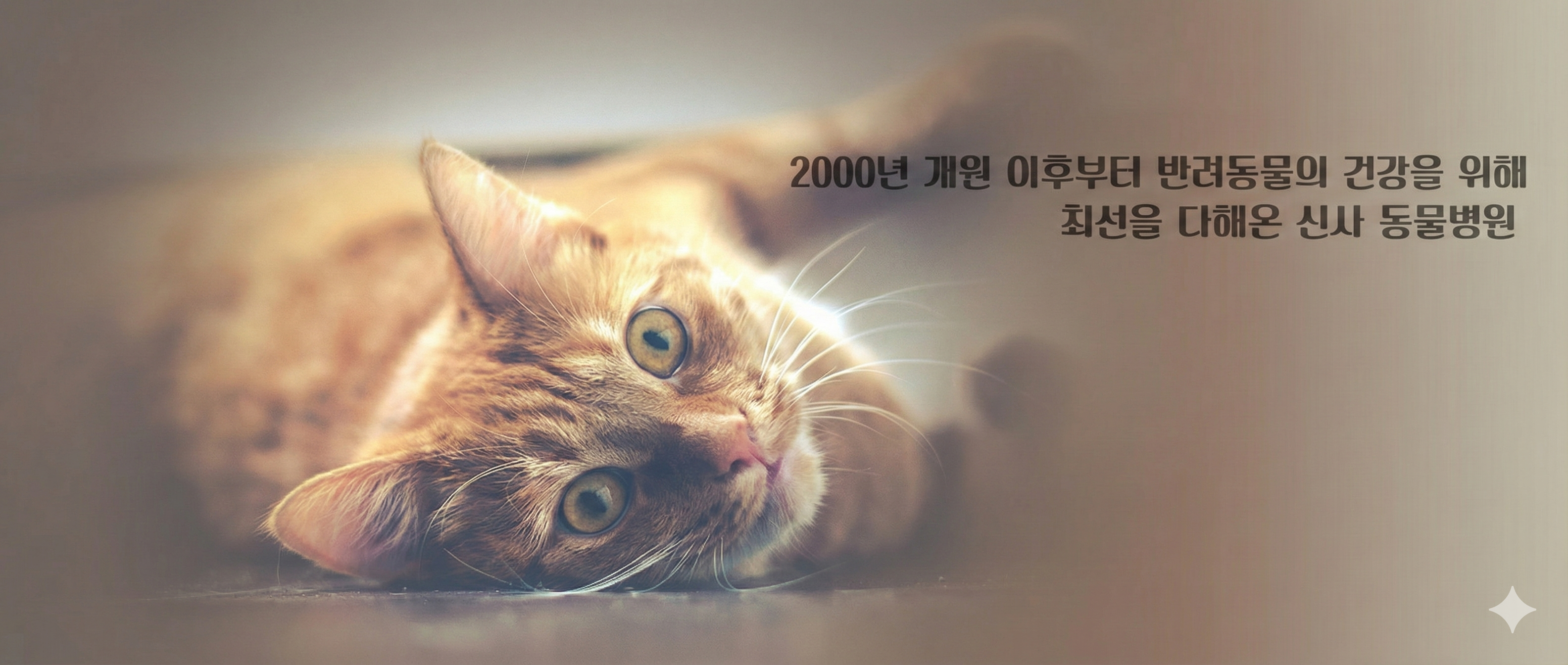 노령견 및 심장질환 전문 진료