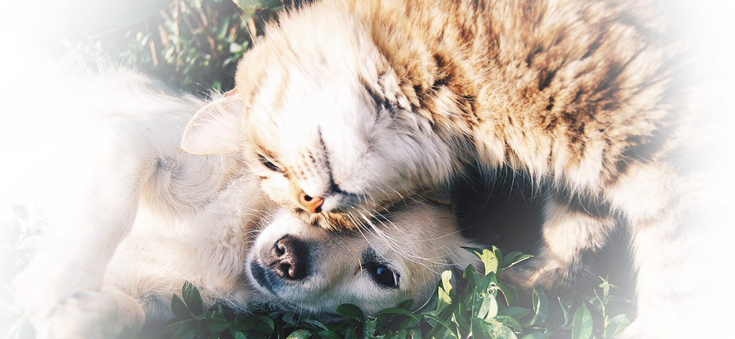 신부전 관리 및 편안한 입원 호텔